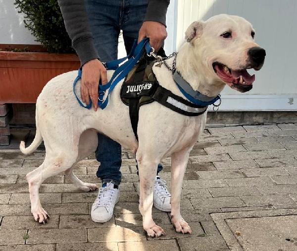Lola Dogo Argentino Adozione Del Cuore